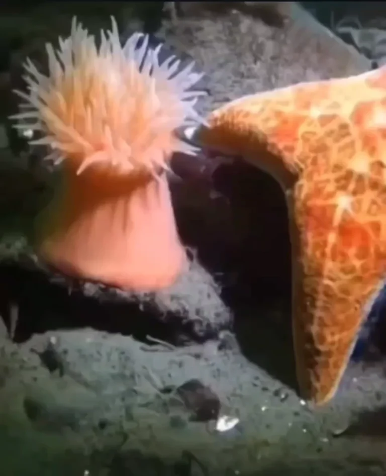The Anemone That Got Away: How a ‘Flower’ of the Sea Swims From a Starfish