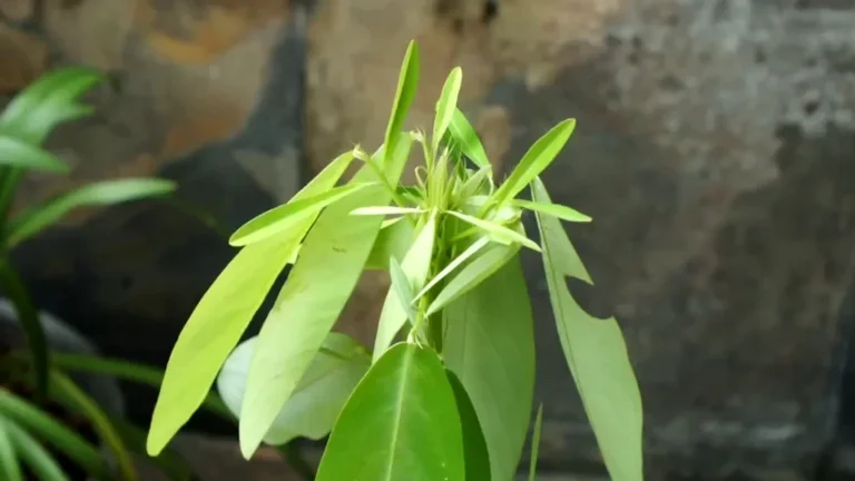 When Leaves Keep Time: The Science of the Dancing Plant