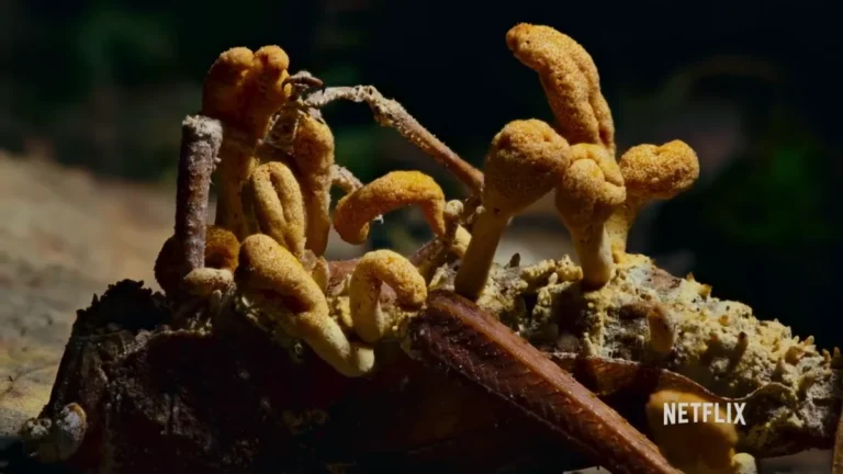 The Real ‘Zombie’ Fungus: How Cordyceps Hijacks Insects and Shapes Forests