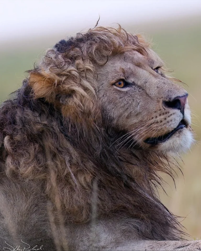The Curly-Maned Lion That Stole the Internet—And What Its Hair Really Says