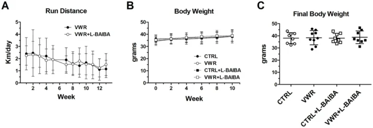 Exercise-linked molecule L-BAIBA boosts muscle, bone in mice