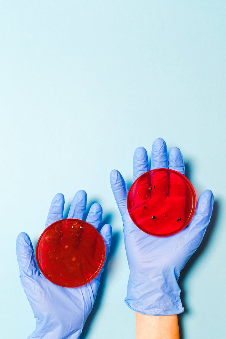 Close-up of hands in gloves holding petri dishes with red agar for research.