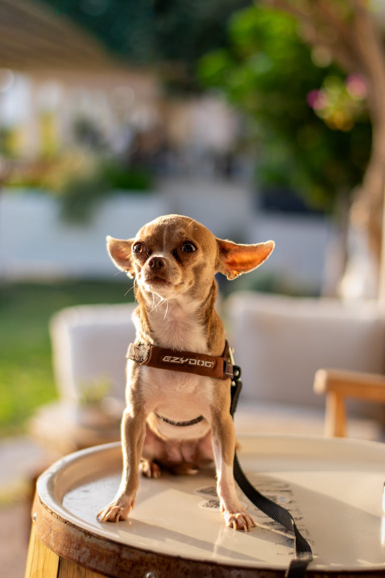 Cute chihuahua on a sunny day sitting outdoors on a large barrel.