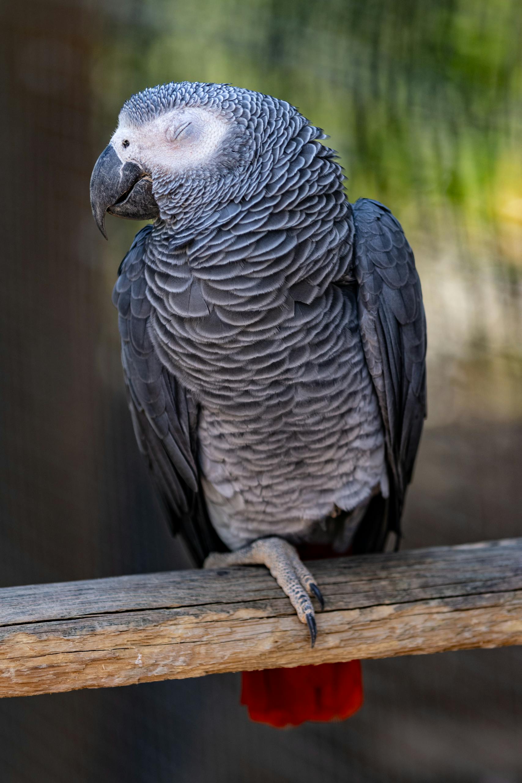 Close-up of a resting African grey parrot perched outdoors in Paris zoo.
