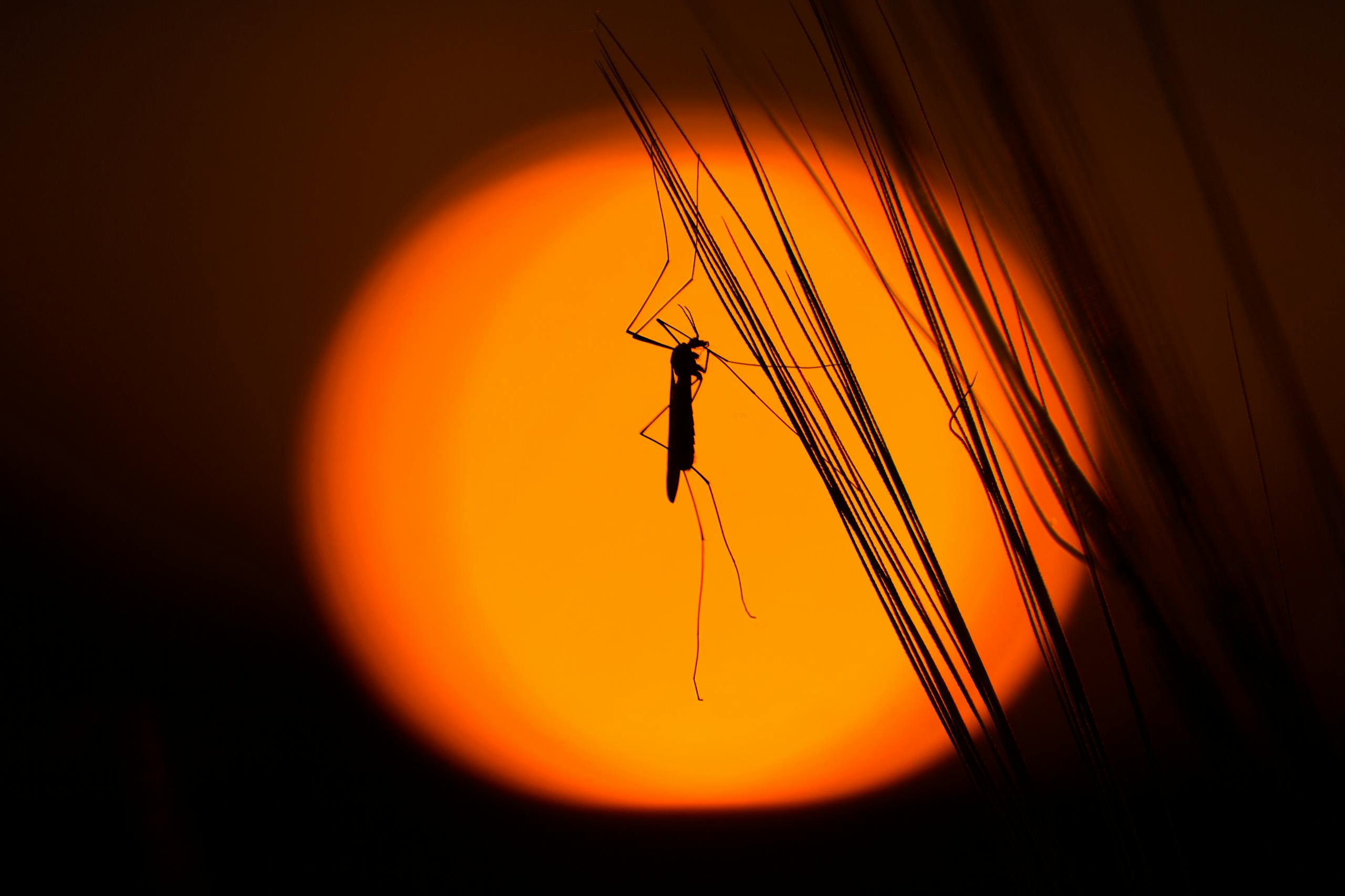Silhouette of a mosquito on grass with a dramatic orange sunset background.