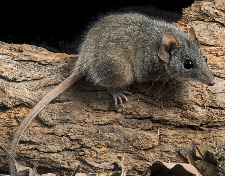 Why Do Male Antechinus Die After Mating?