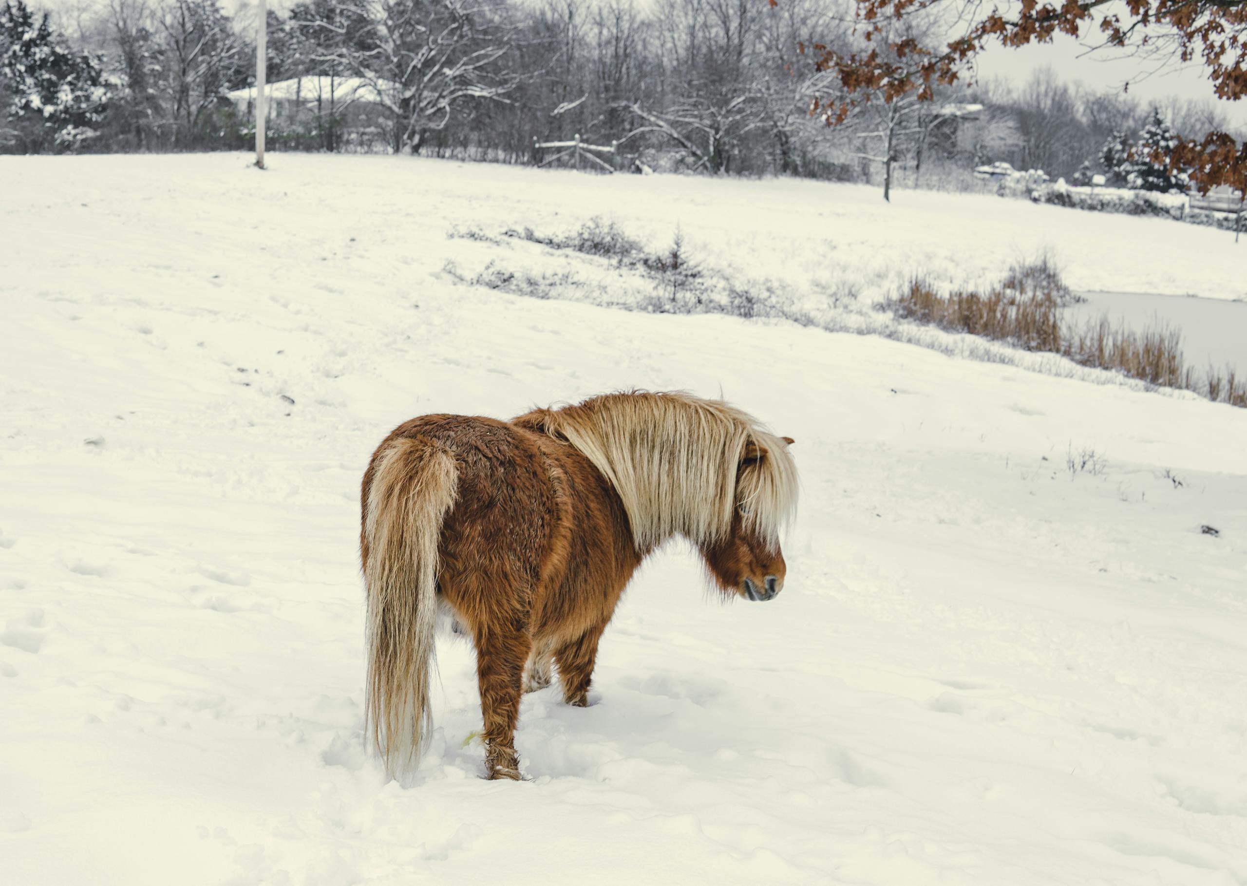 Back view adorable beige Yakut Horse with lush mane standing on snowy pasture in winter countryside